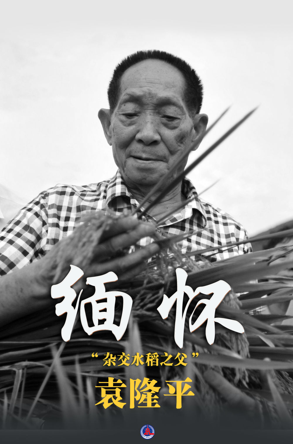 海报丨缅怀杂交水稻之父袁隆平