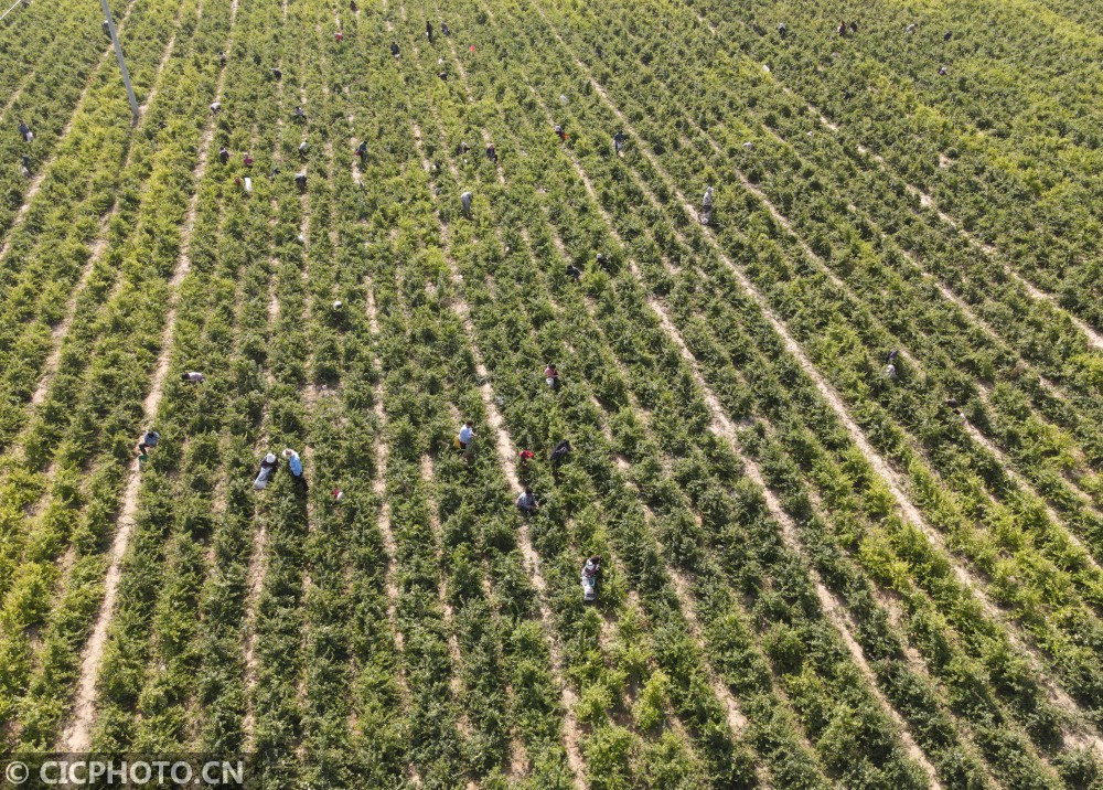 2021年5月29日,在河北省邢台市广宗县葫芦乡西焦庄村金银花种植基地