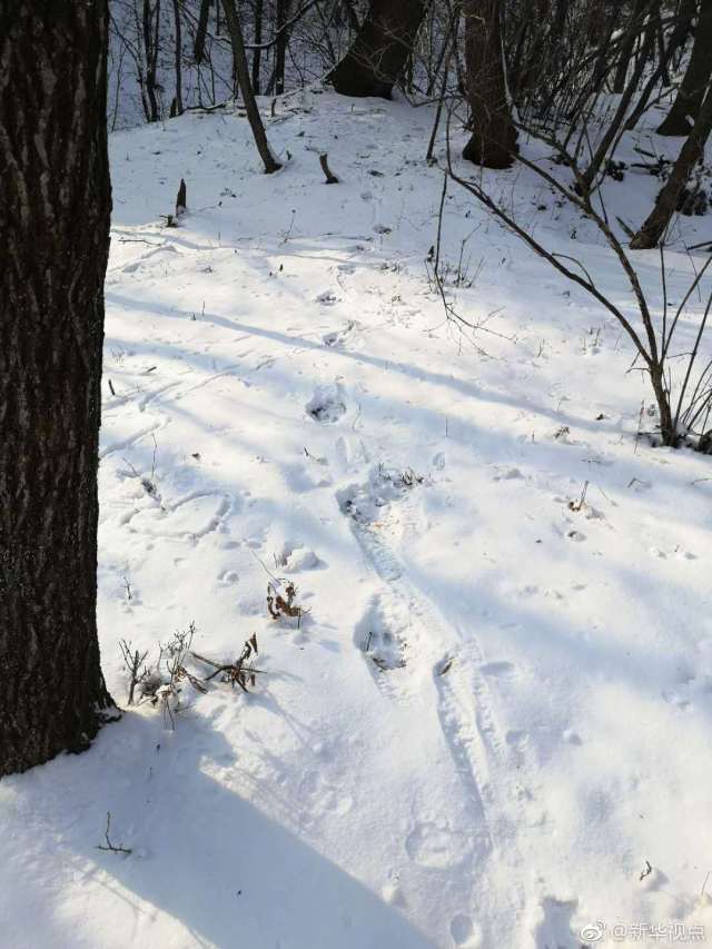 来看大脚印!吉林舒兰市发现疑似东北虎踪迹