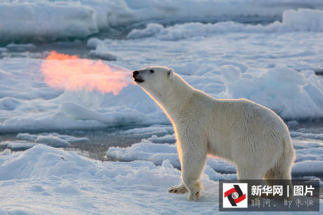 北极熊呼吸如"喷火"