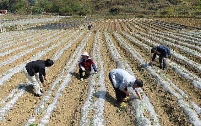 3月9日,广西德保县敬德镇驮信村农民在给农作物除草.