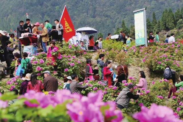 墊江>要聞↑太平牡丹園遊人如織 年年歲歲花相似,歲歲年年人不同.