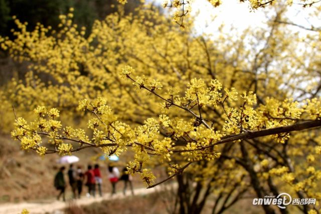 佛坪10万亩茱萸花开放 游人踏春赏花