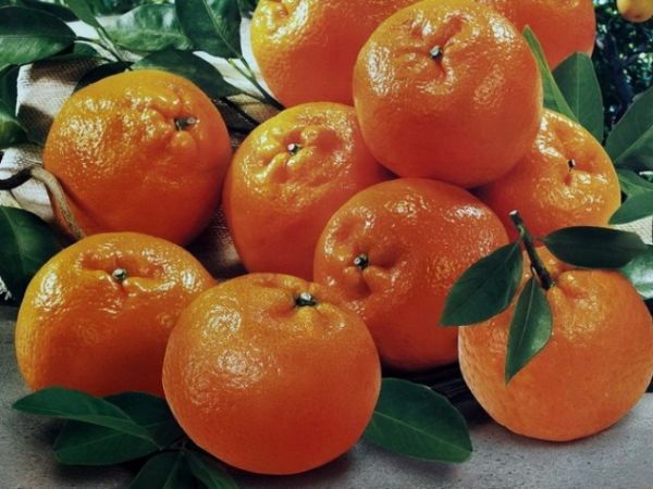 海口农药超标潮柑来自广东 将销毁