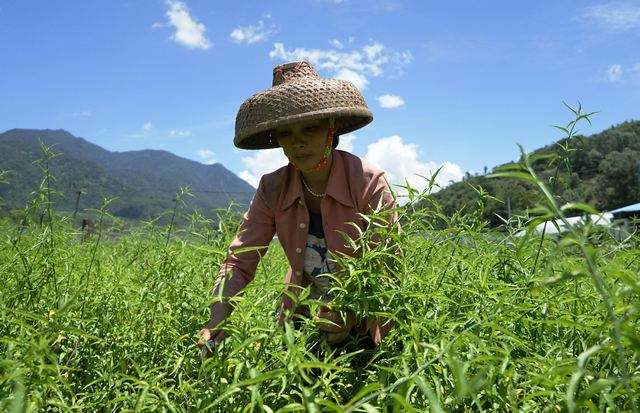 五指山:种植忧遁草 促农民致富