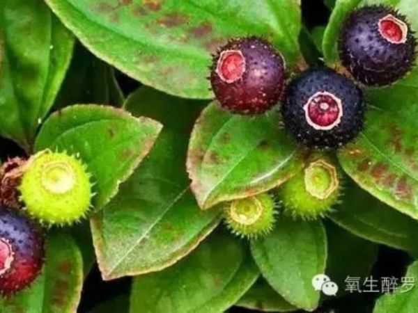 罗浮山中草药知多d