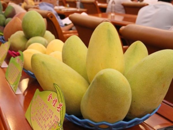 广西田东举办芒果文化节助推产业发展