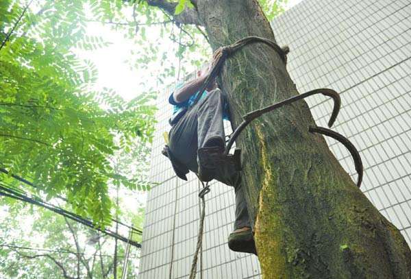 "都市伐木人":腰插砍刀足蹬脚扣