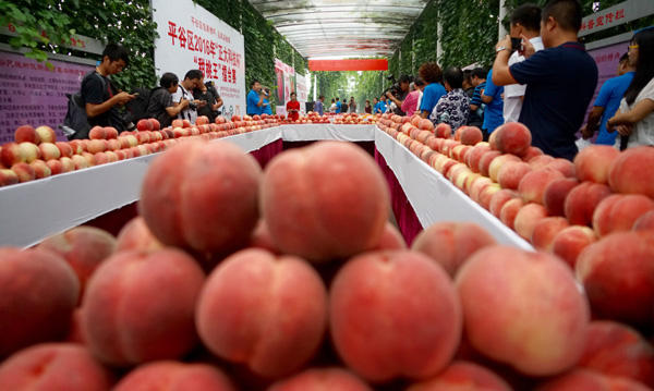 8月18日,这是平谷区甜桃王擂台赛上展示的参赛大桃.