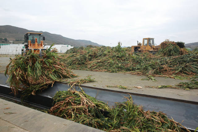 9月5日,甘肃省定西市一牧草加工企业在加工青贮玉米.