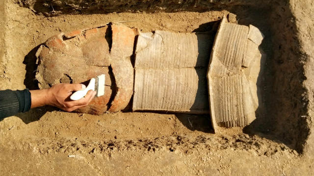 河北黄骅出土110余座瓮棺葬