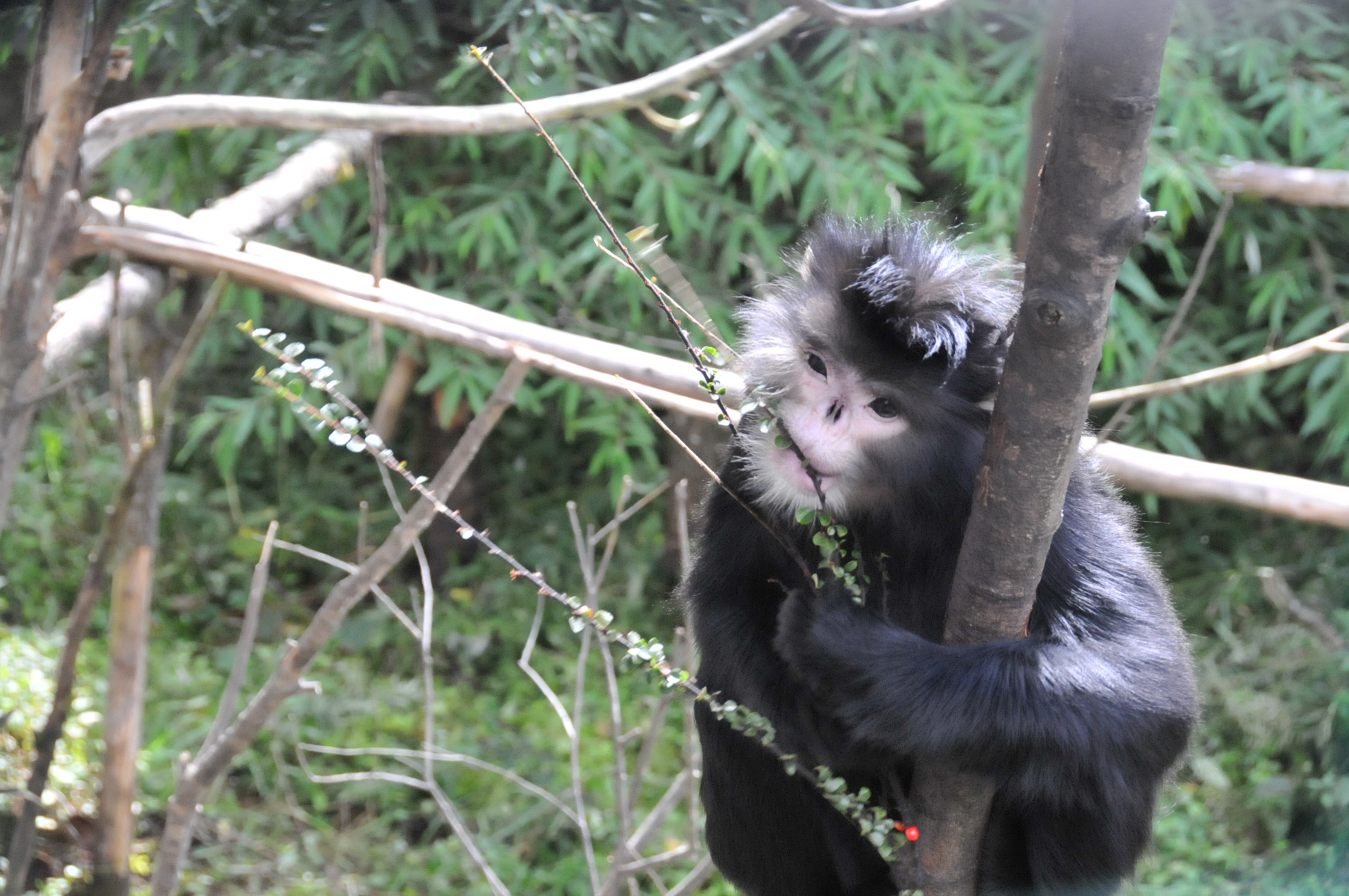 探访怒江金丝猴