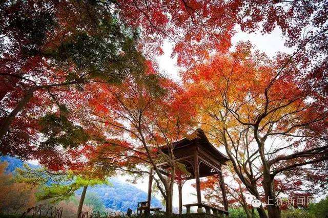 11月陡水湖深秋赏枫节邀您共享"枫林盛宴!