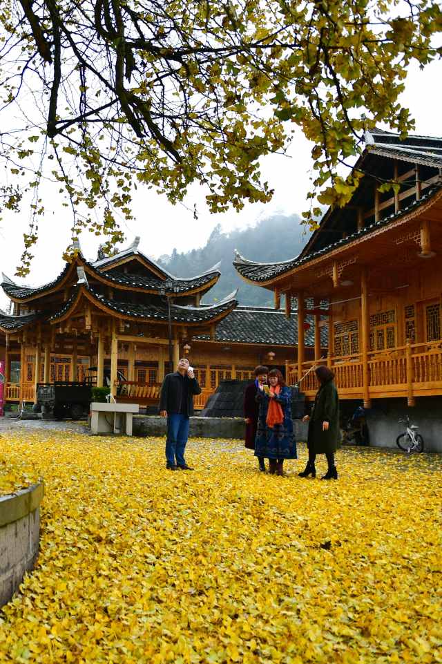 11月17日,游客在湖北省宣恩县珠山镇茅坝塘村观赏"九子抱母"银杏