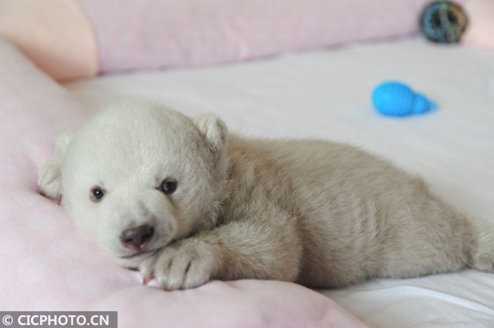 山东蓬莱北极熊小宝宝顺利进入育幼期