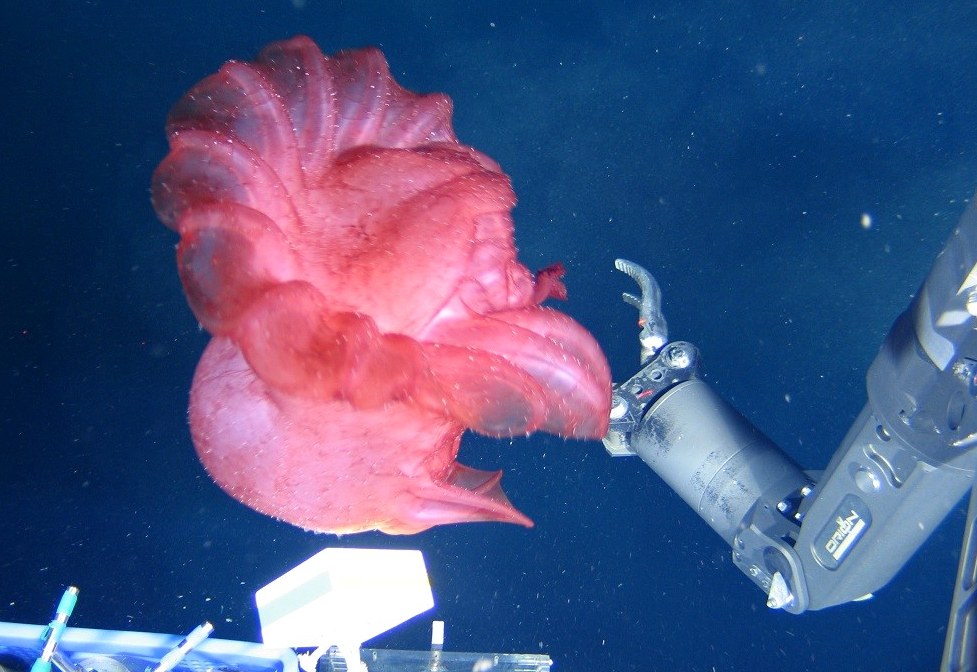 "蛟龙"号2月28日在卧蚕2号热液区获取的深海生物.