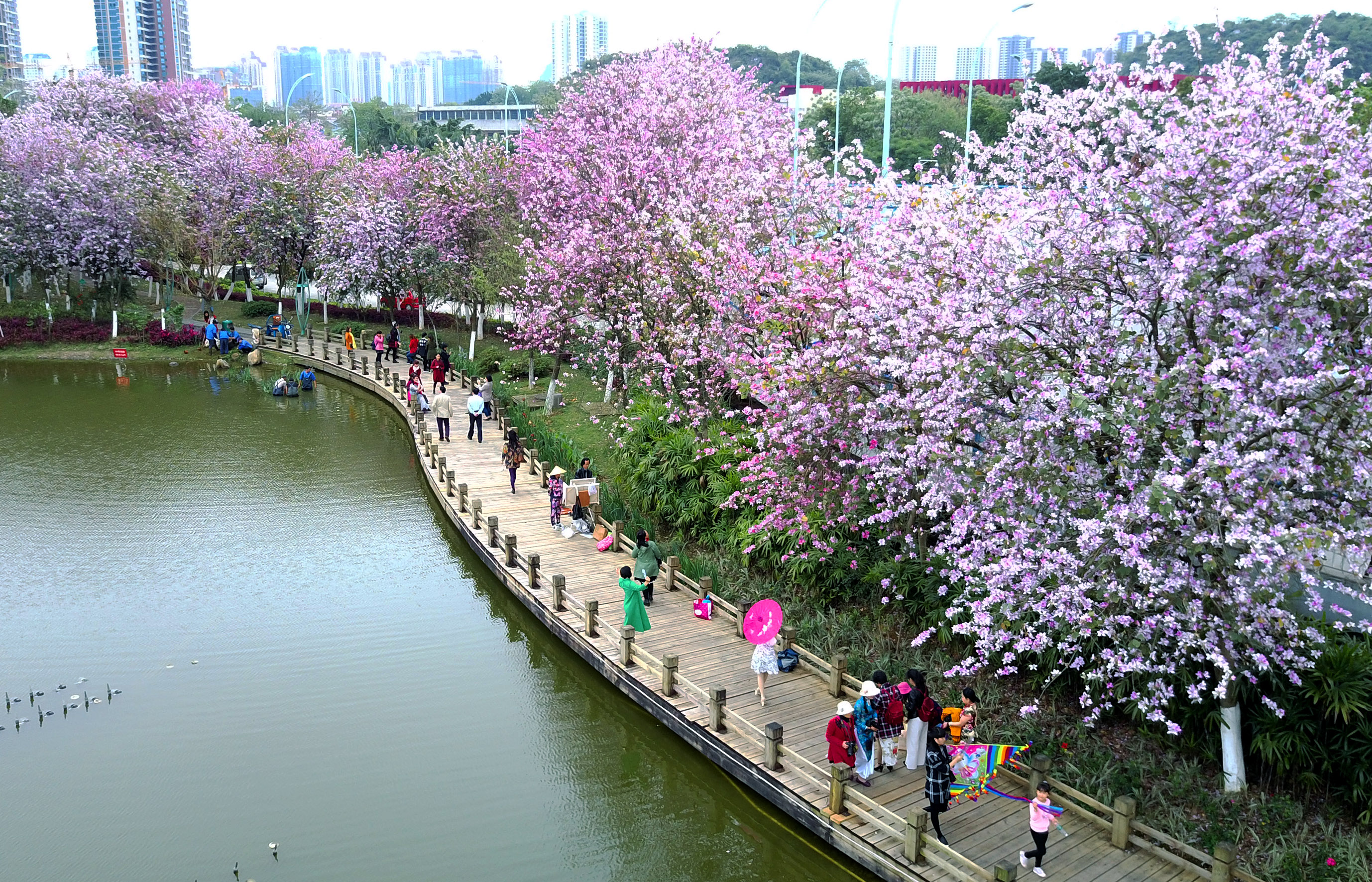广西柳州紫荆花季节图片