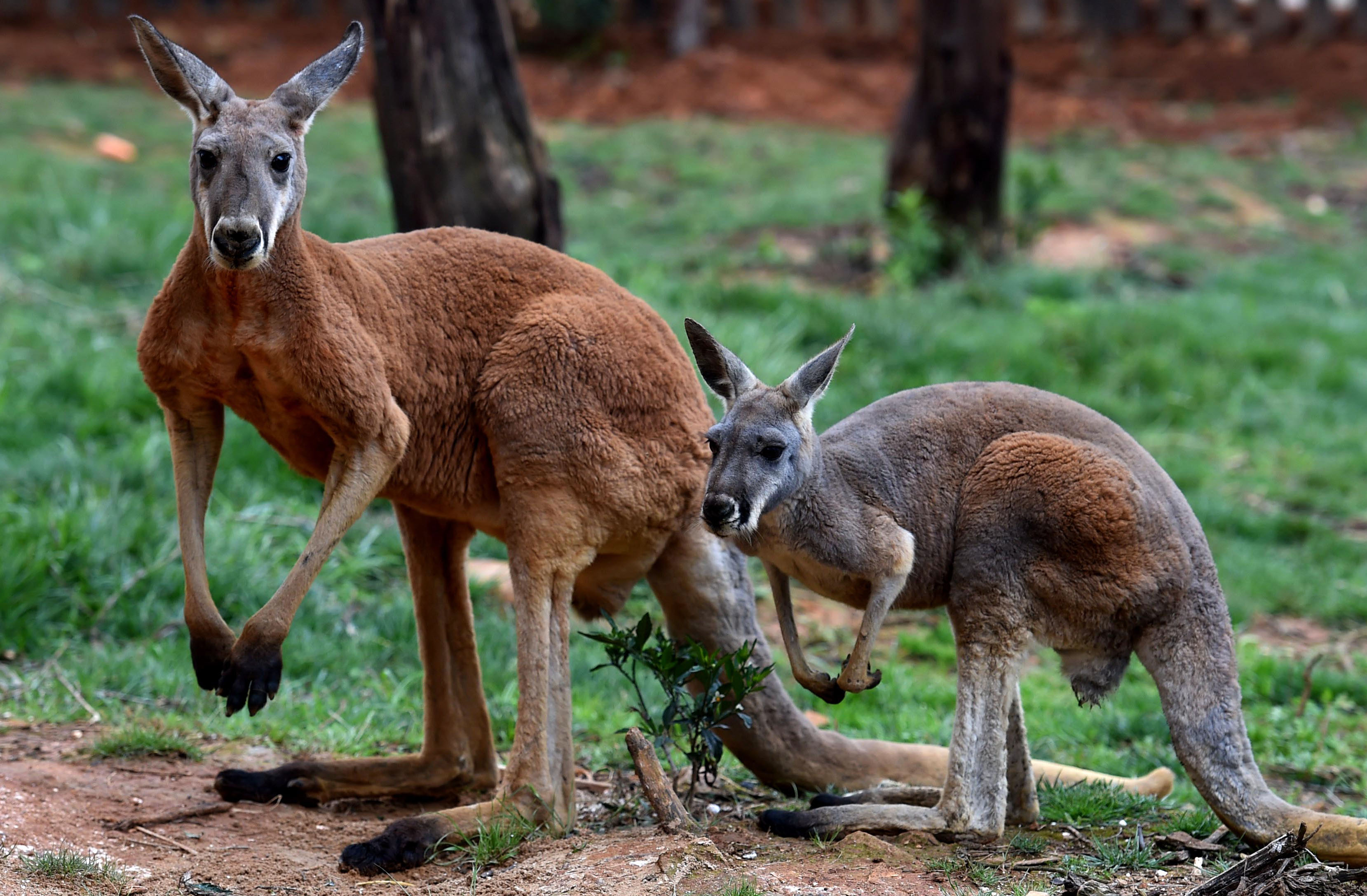 这是云南野生动物园从澳大利亚引进的赤大袋鼠(4月27日摄)