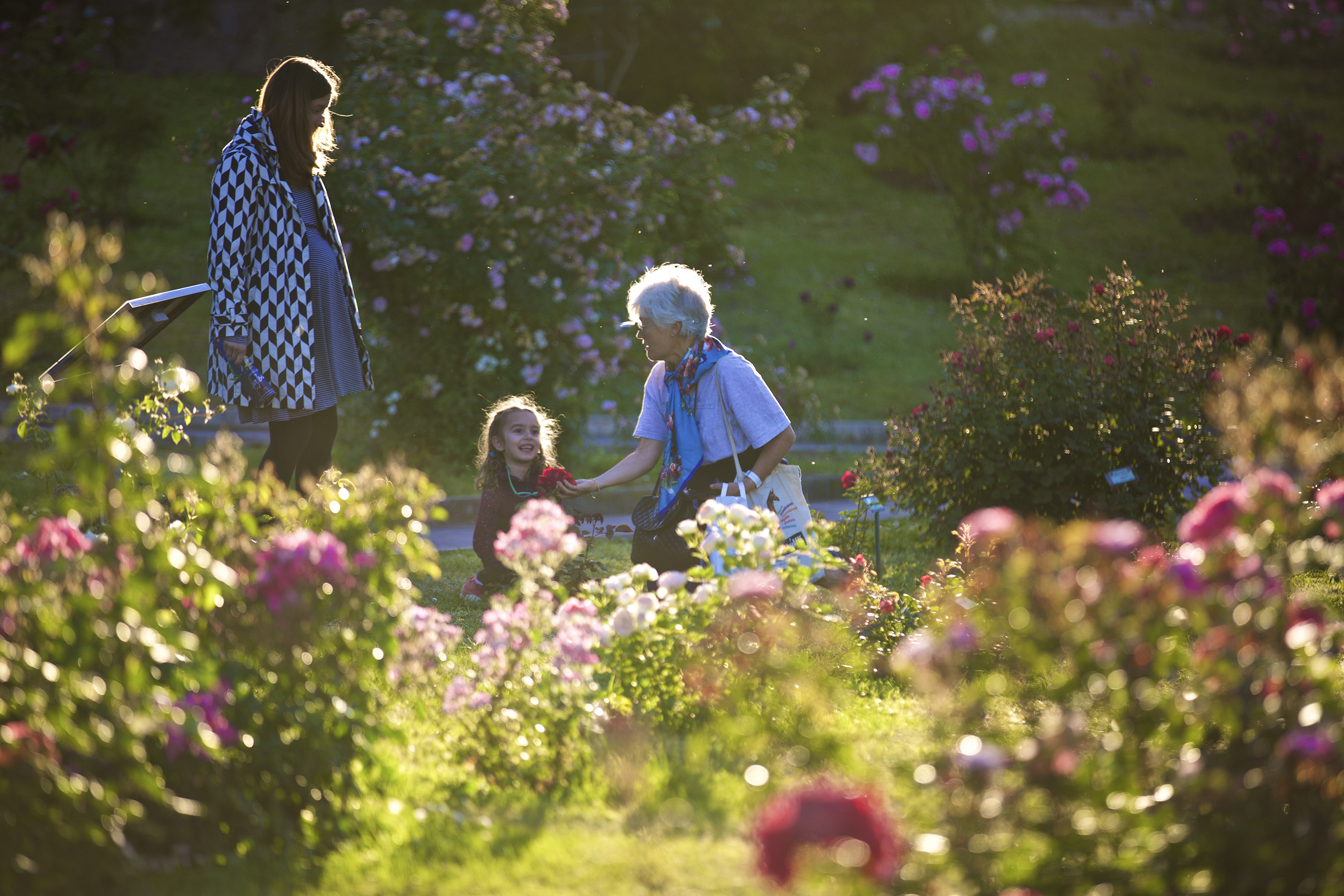 玫瑰绽放 永恒之城