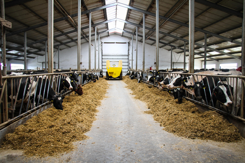 特写:"一带一路"助波兰奶农走上致富路