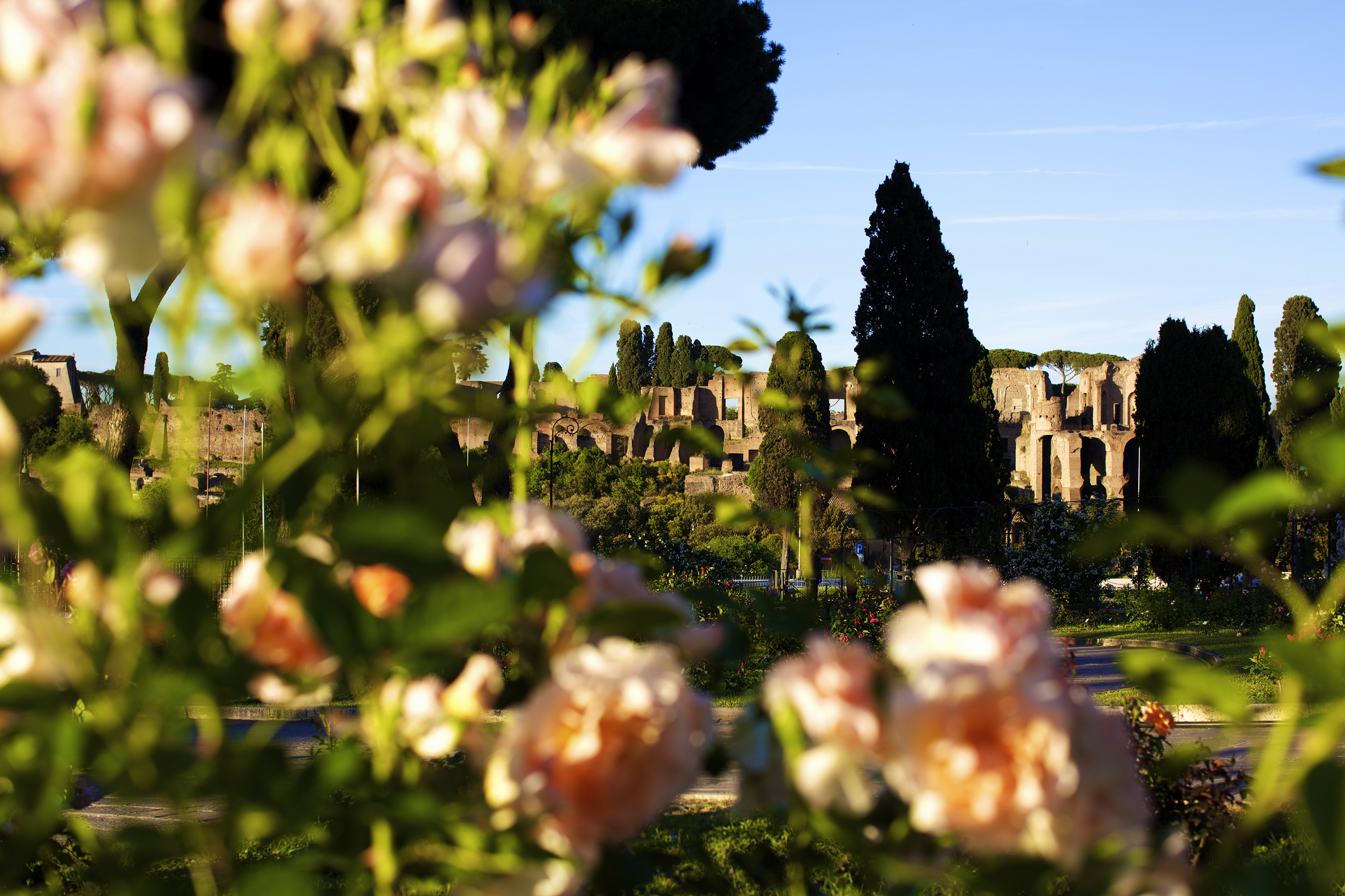 玫瑰绽放 永恒之城