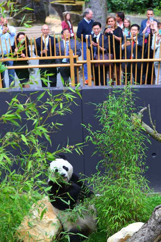 旅荷大熊猫"星雅""武雯"首次公开亮相