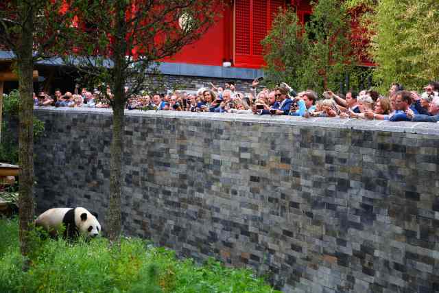 旅荷大熊猫"星雅""武雯"首次公开亮相