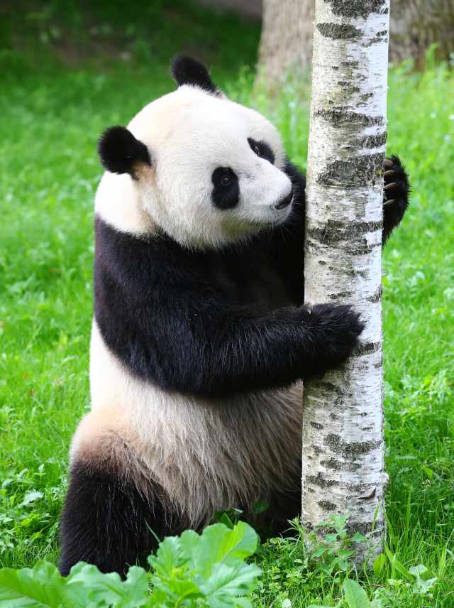 荷兰大熊猫图片