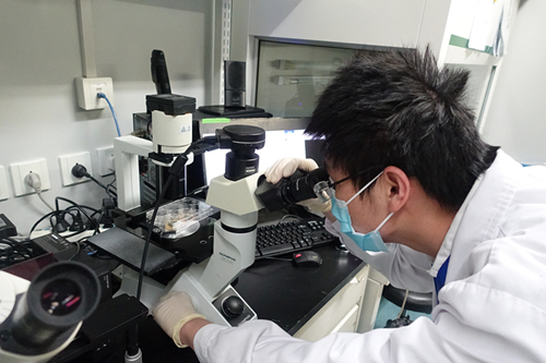 清华科学家首次体外培养人卵泡样细胞_新华社_新闻中心_新疆网