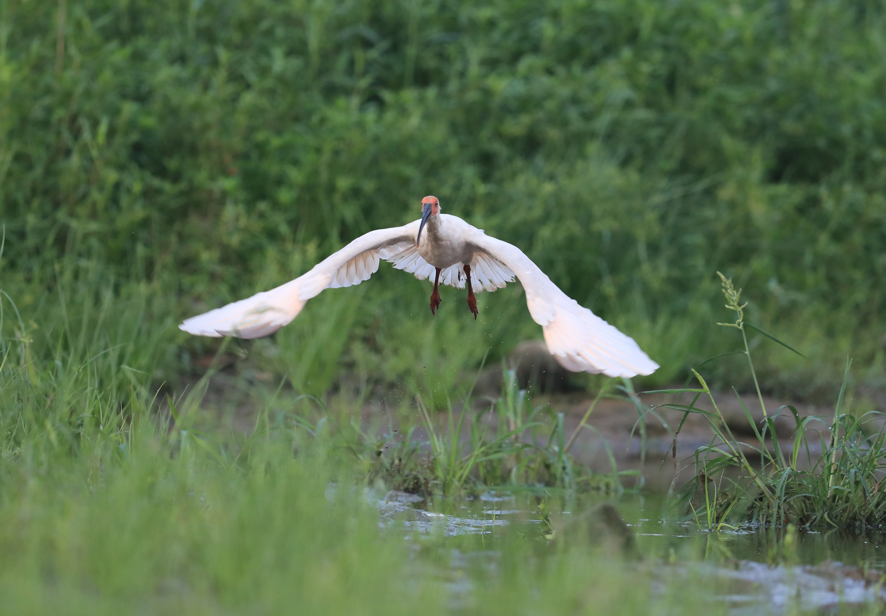 陕西安康:江畔飞来野生朱鹮