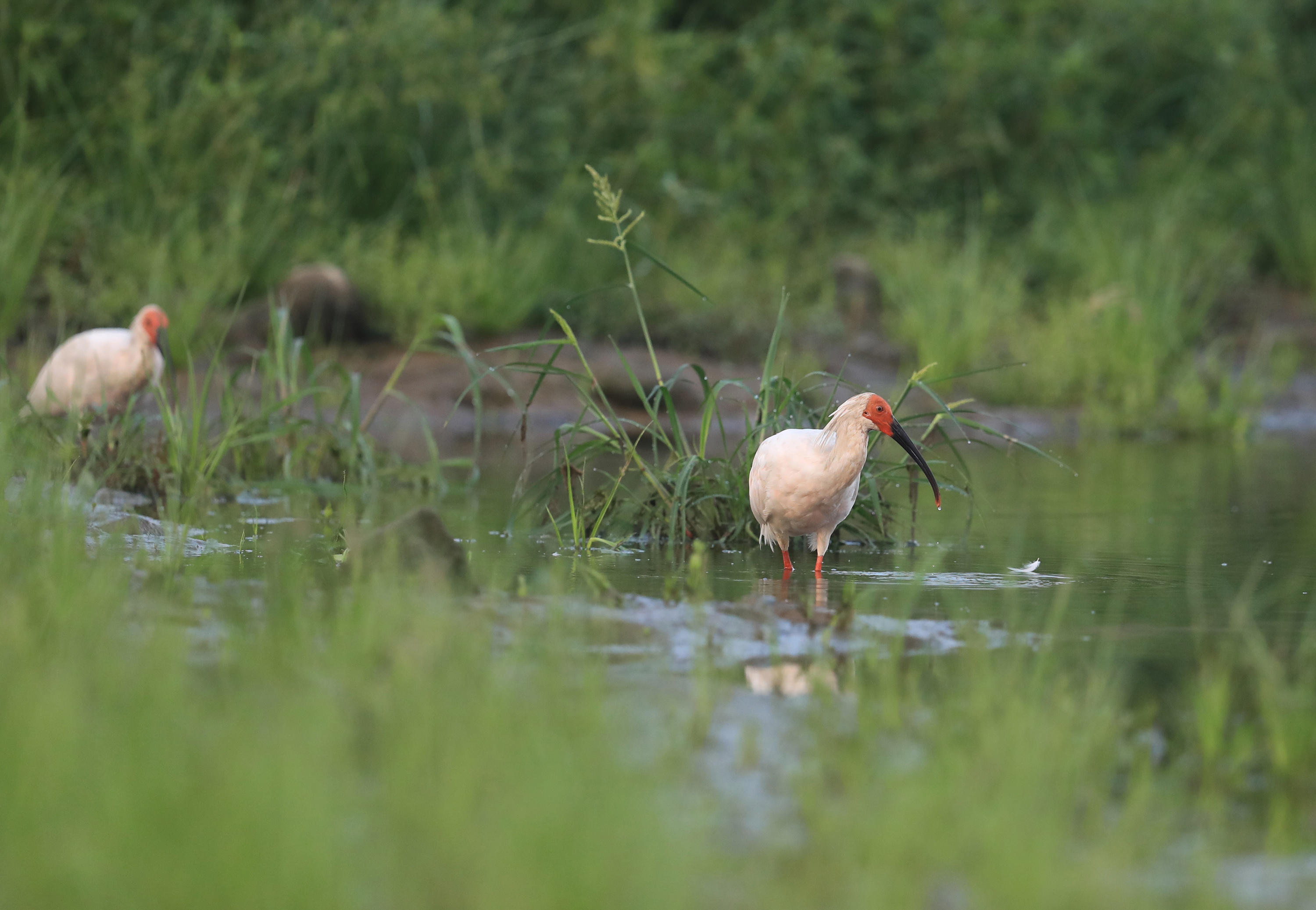 陕西安康:江畔飞来野生朱鹮