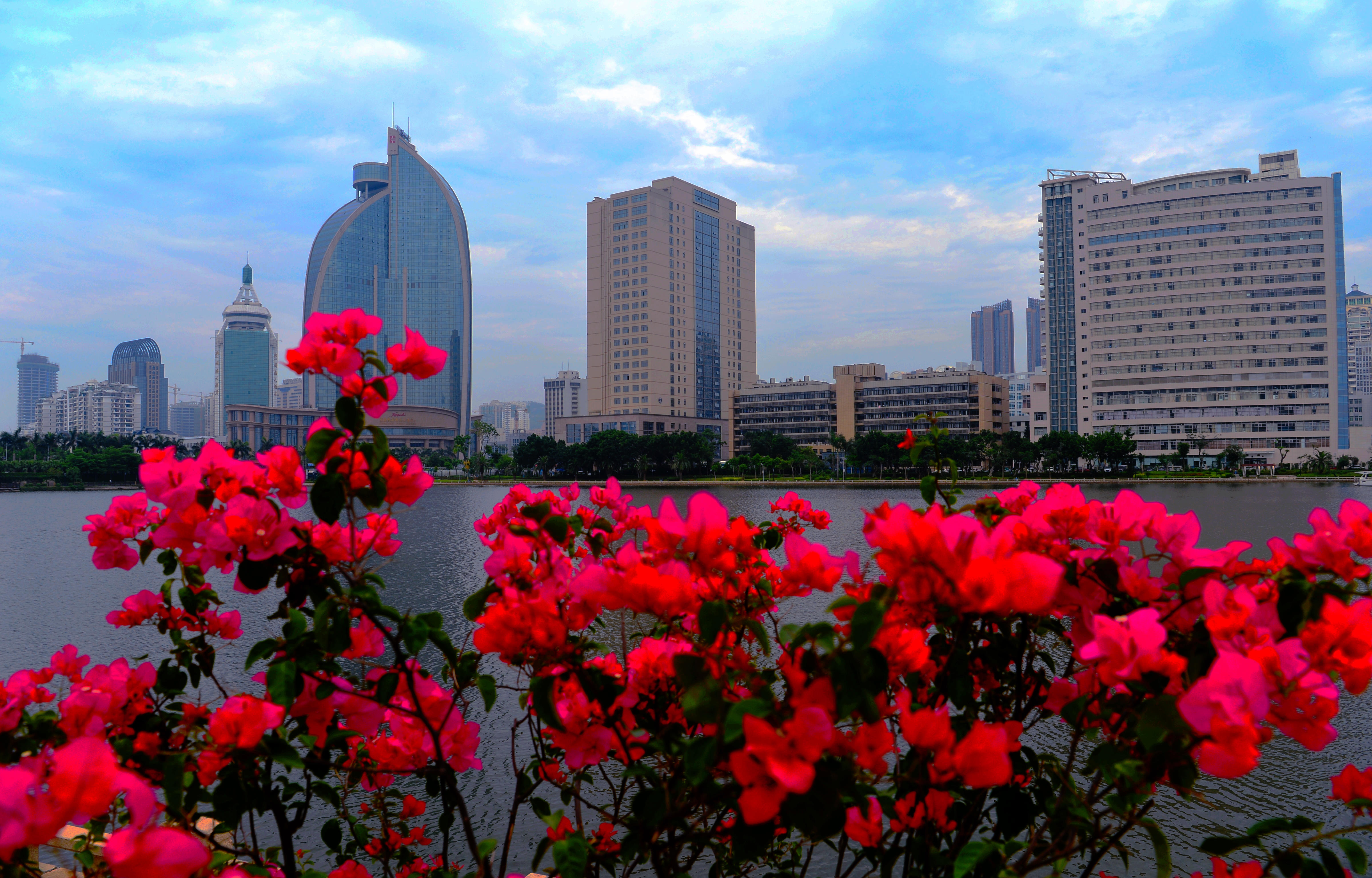 厦门会晤 五图话 金砖 不一样的花海