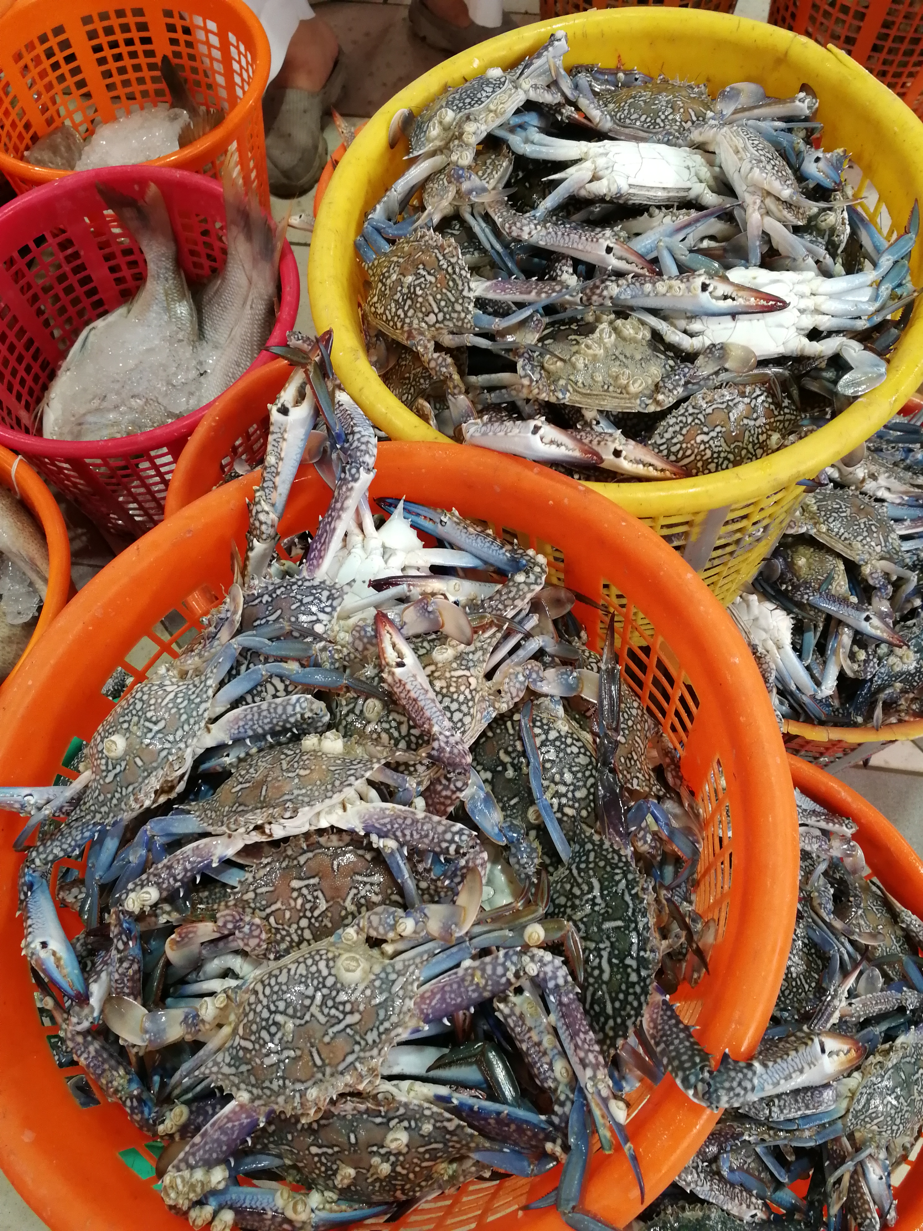 这是8月11日在科威特鱼市拍摄的一筐筐等待拍卖的螃蟹.