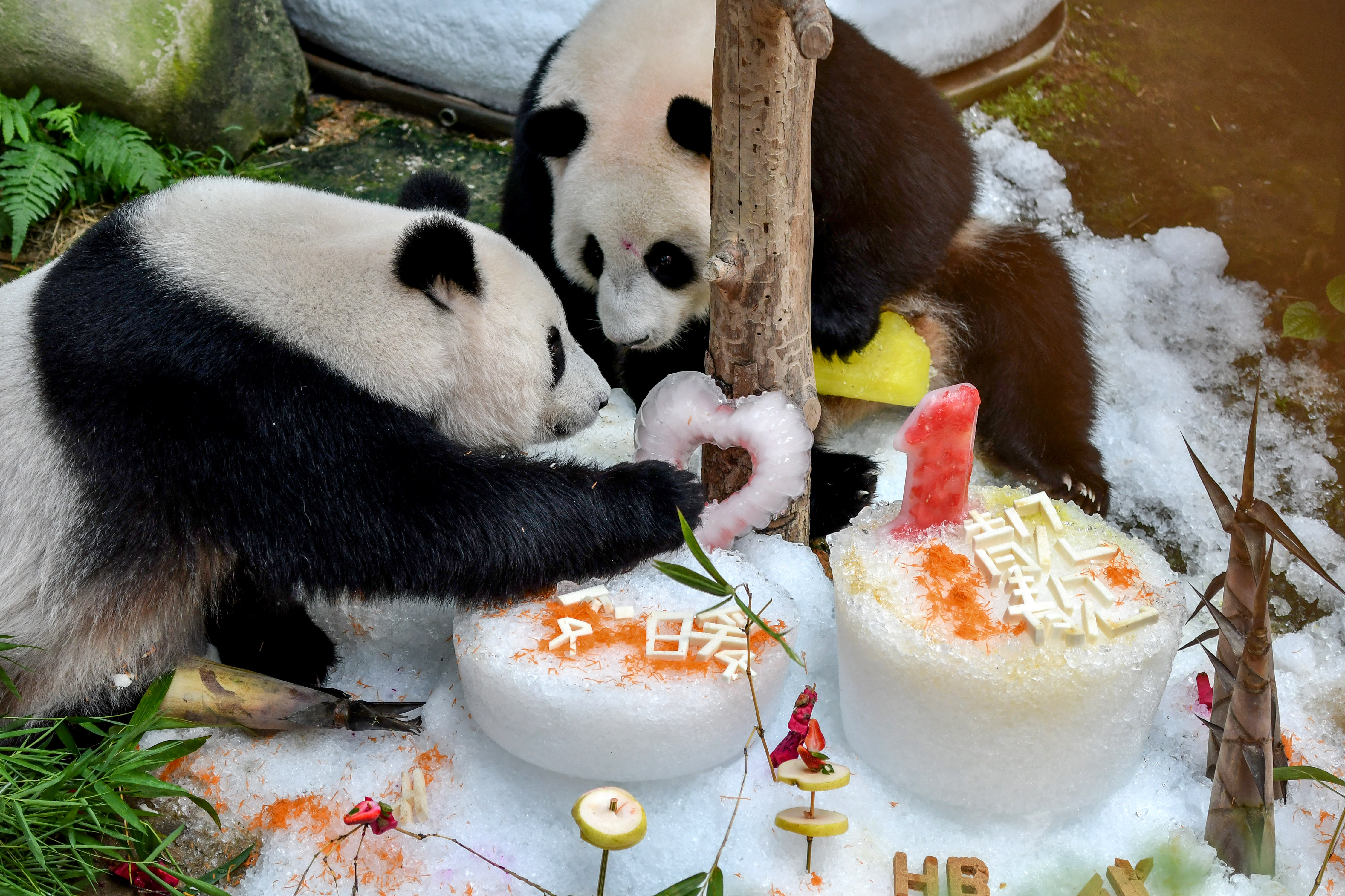 马来西亚为中国旅马大熊猫庆祝生日