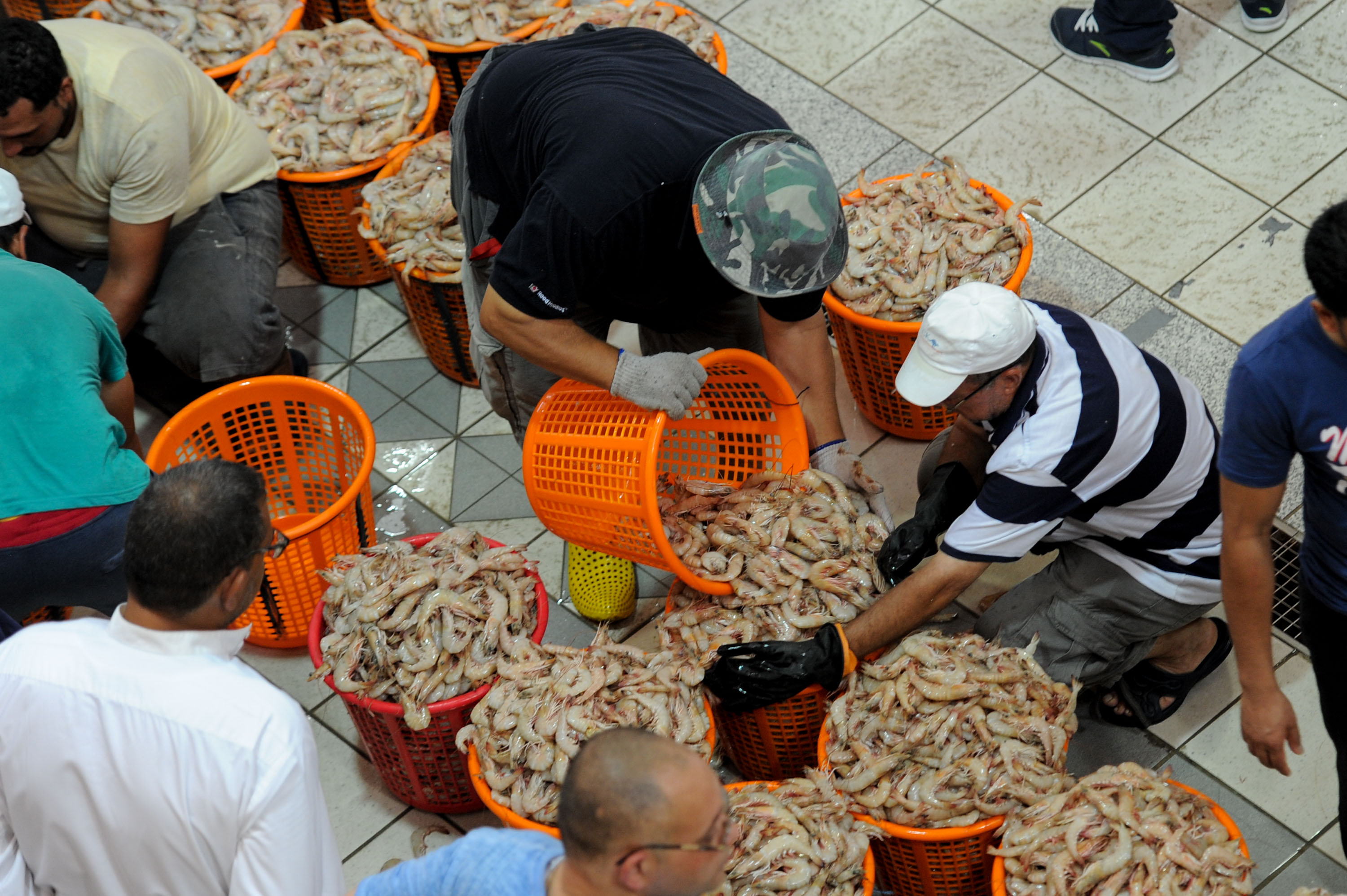 科威特特色海鲜市场——鱼市