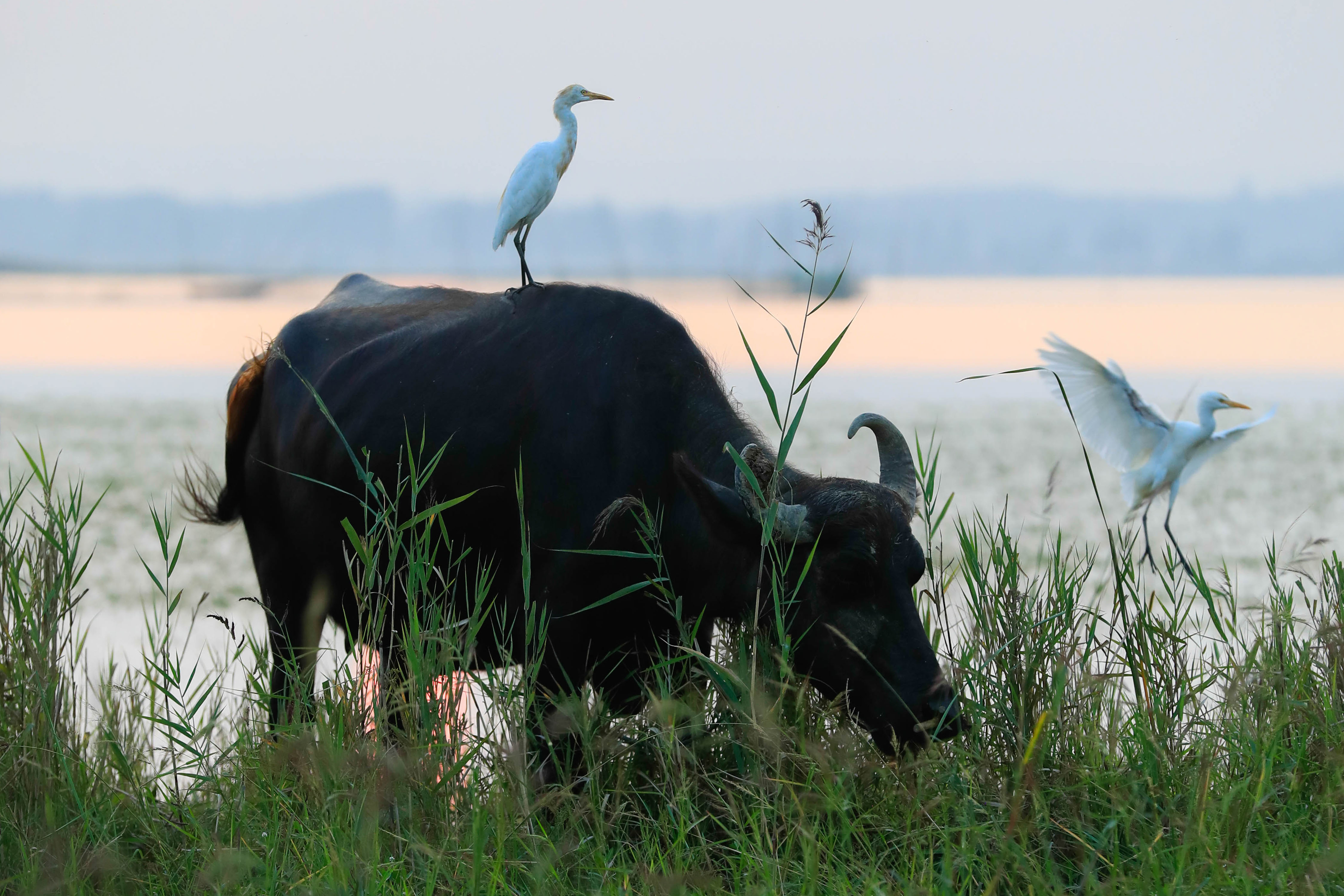 牛鹭成群生态美