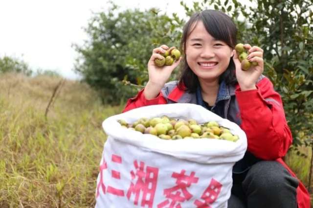 湖南大三湘 千家油茶庄园计划 振兴农村经济_