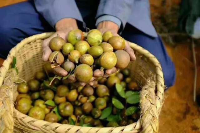 湖南大三湘 千家油茶庄园计划 振兴农村经济_