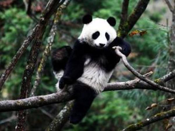 大熊猫"八喜""映雪"将同时放归自然