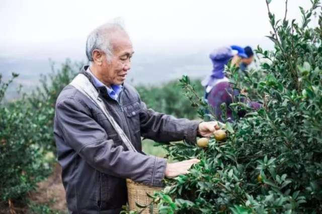 湖南大三湘 千家油茶庄园计划 振兴农村经济_