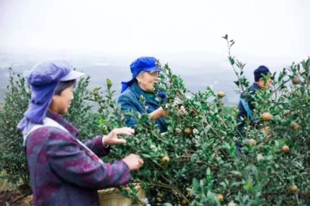 湖南大三湘 千家油茶庄园计划 振兴农村经济_