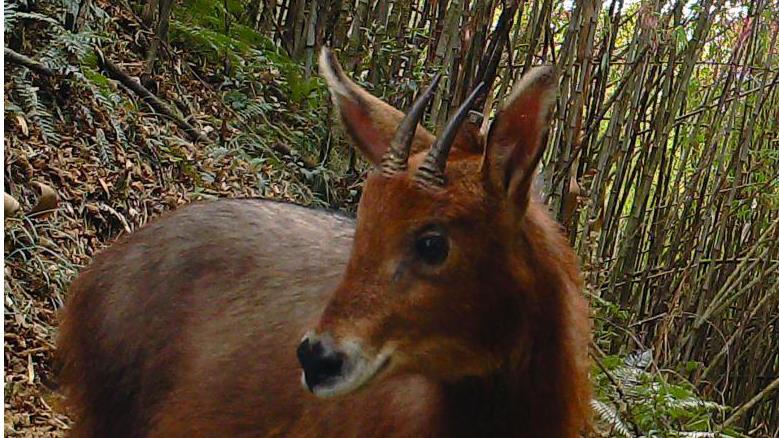 云南高黎贡山发现中国兽类新记录物种赤鬣羚