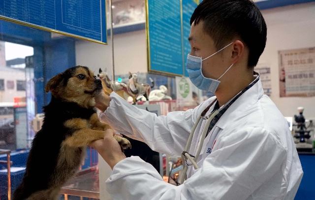为了让街头流浪犬与爱犬人士顺利对接,南昌市犬只留检所,南昌市益善