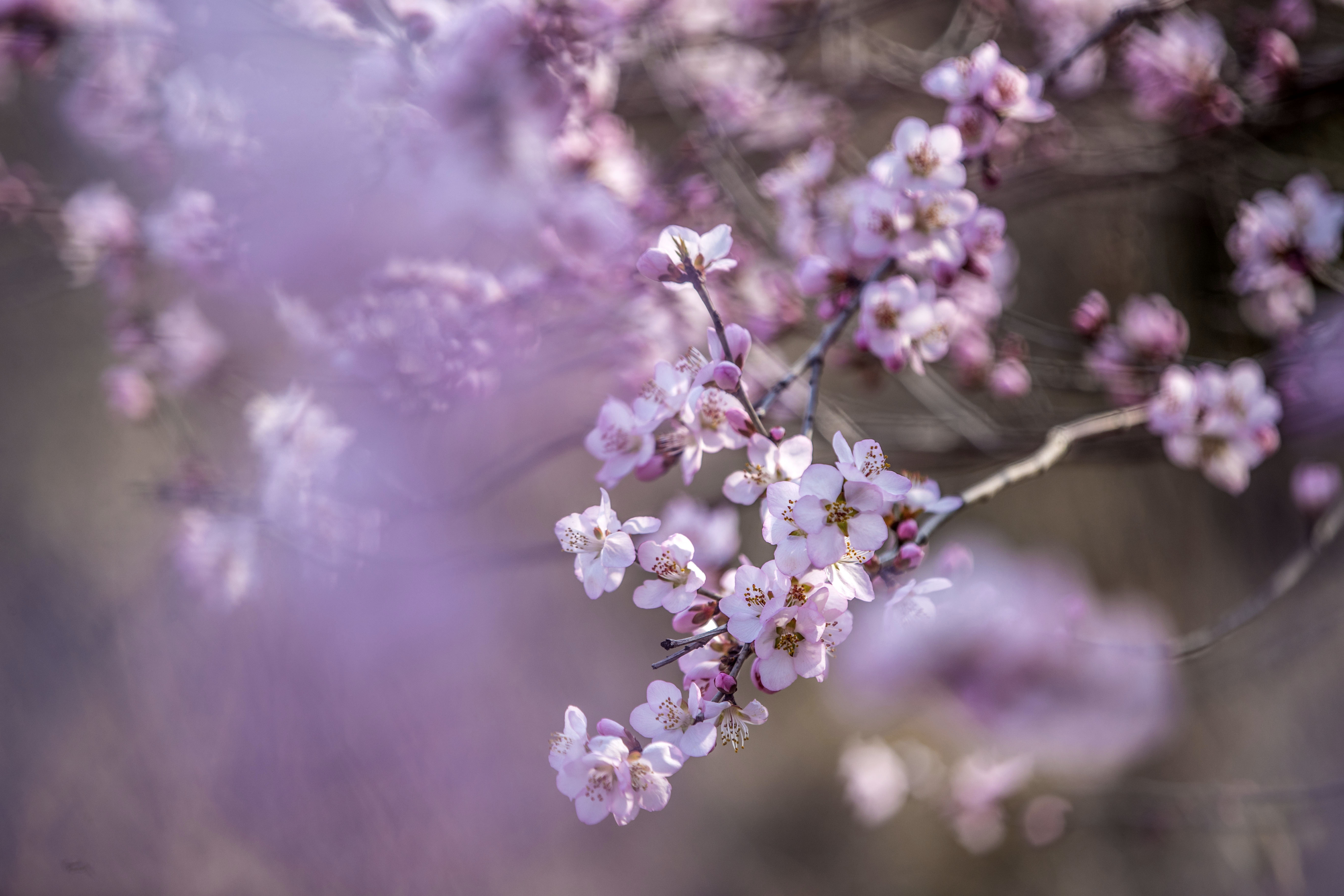 春风送暖山桃花开