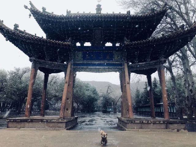 1号慢读|“巡山大王”乐乐圈粉，凄美爱情令人泪目……原来莫高窟如此“接地气”！