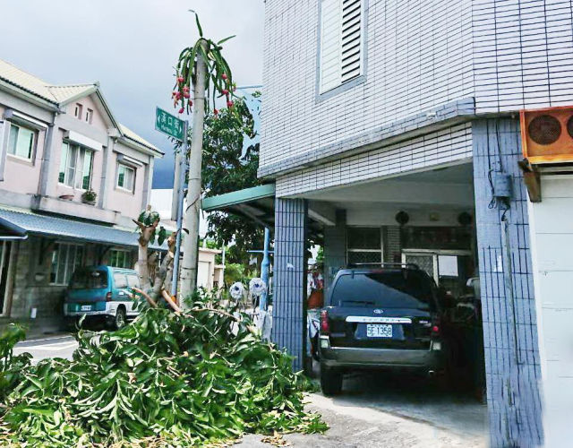 台湾一电线杆长出火龙果 原因竟然是这个