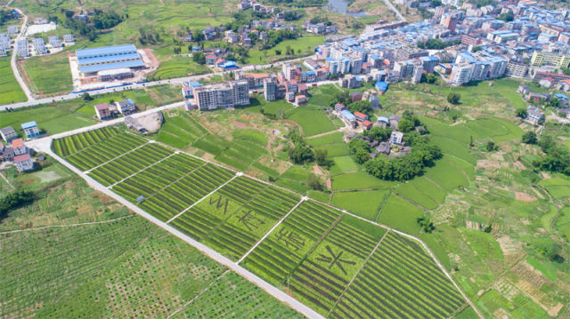 在广安市邻水县袁市镇,稻田里镶嵌着"乡村振兴"四个大字(7月31日摄)