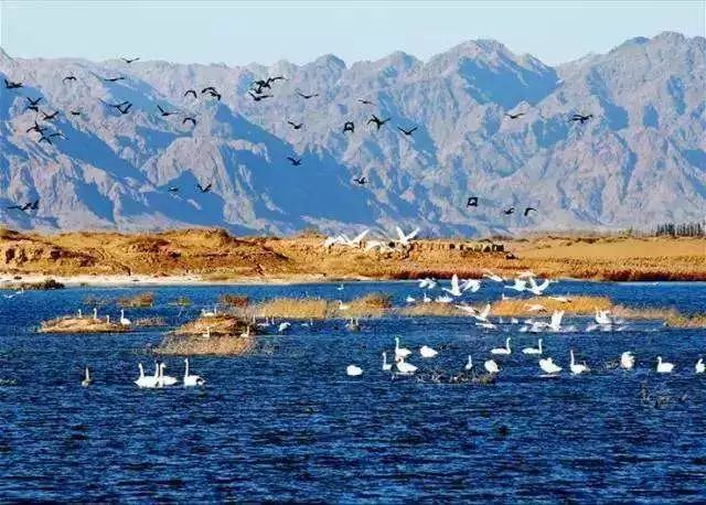 黄河为其流域最大淡水湖乌梁素海分凌补水