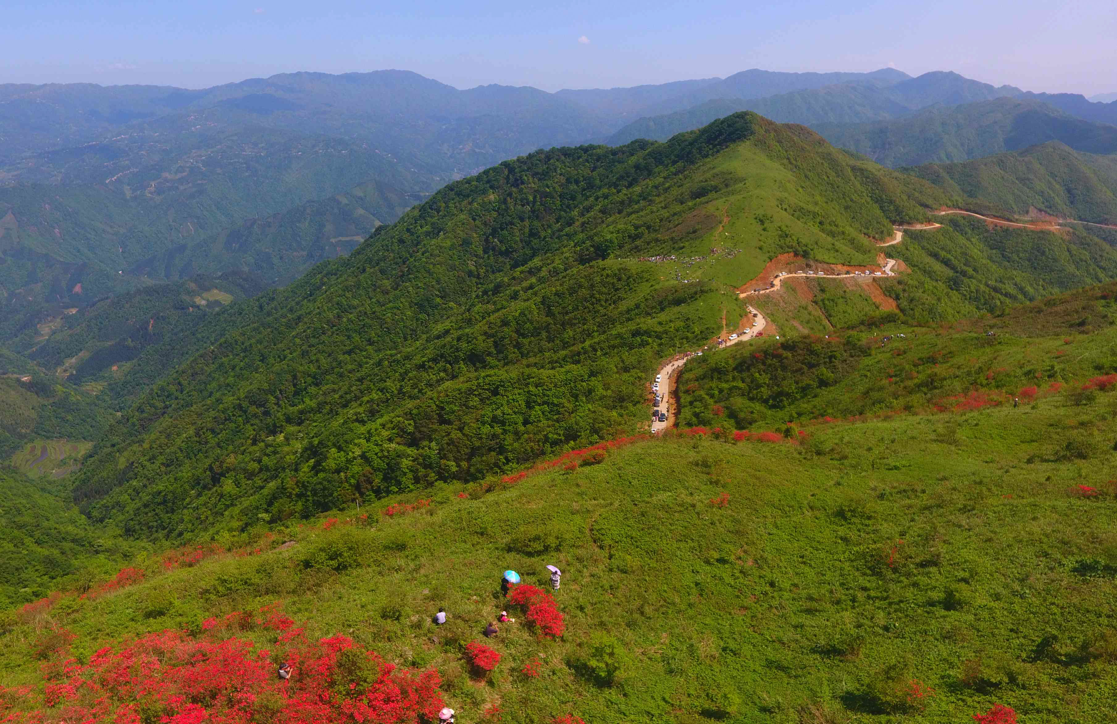 月 日,在廣西融水苗族自治縣杆洞鄉花孖村,遊客們在山上賞杜鵑花.