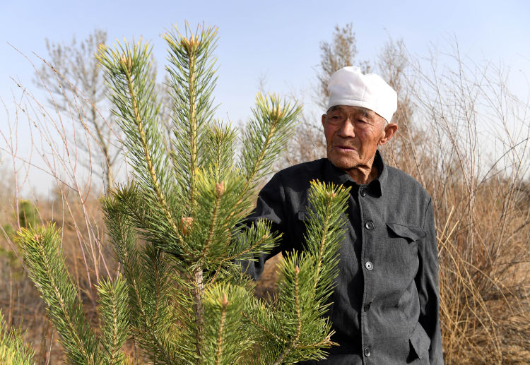 在毛乌素沙地腹地,一面国旗随风沙飘扬,身后是98岁治沙大户郭成旺的新